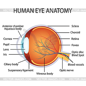 Анатомия человека глаз - изображение в формате EPS