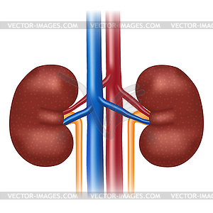 Human kidney - vector image