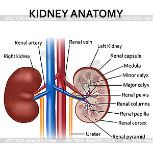 Diagram of human kidney anatomy - vector clipart