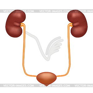 Urinary system anatomy - color vector clipart