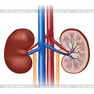 Анатомия почек человека - векторное изображение