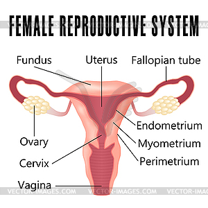 Female reproductive system - vector clip art