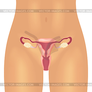 Female reproductive system - vector clip art