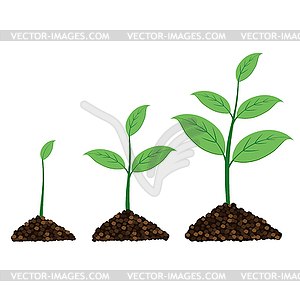 Plant grow up in moment - vector image