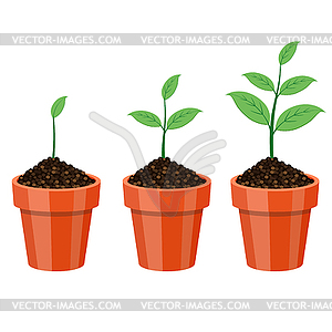 Plant Growing in pot - vector clipart