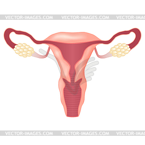 Женской репродуктивной системы - векторный дизайн