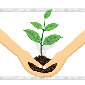 Two Hands holding young plant - vector clipart