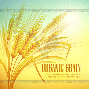 Wheat field background - vector image