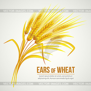 Ears of Wheat - vector image