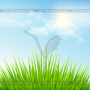 Green grass and blue sky - vector image