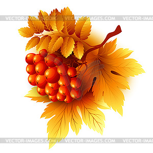 Rowan branches with orange leaves and berries. fall - color vector clipart