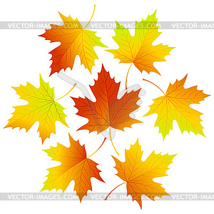 Set fall leaves for your design - vector clip art