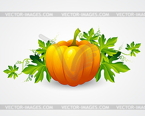 Pumpkin and leaves - color vector clipart