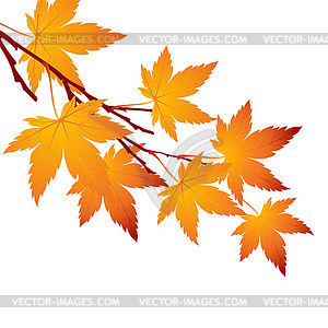 Autumn leaf maple branch - vector clipart