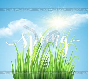 Frash Spring green grass background - royalty-free vector image