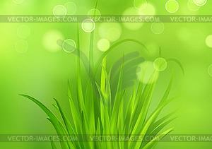 Frash Spring green grass background - vector clip art