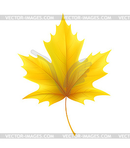 Autumn yellow maple leaf leaves - vector clipart