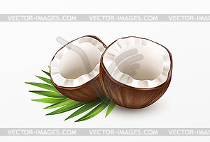 Sliced Coconut . Realistic - vector image