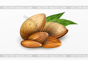 Realistic almonds with green leaves . Healthy eatin - vector clip art