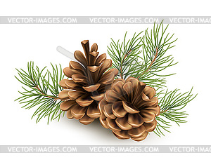 Pine cone with branch of spruce needles . Realistic - vector clipart