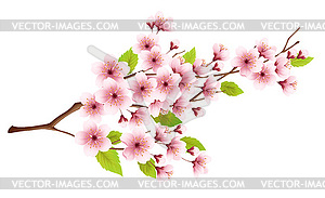Branch of spring blossoming cherry . Realistic - vector clipart