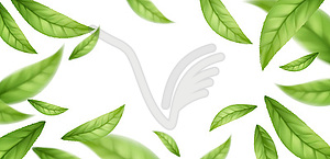 Realistic flying falling green tea leaves . - vector clipart