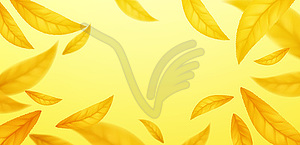 Falling flying autumn leaves background. Realistic - vector clip art