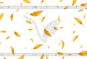 Falling flying autumn leaves background. Realistic - vector image