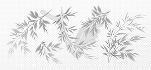 Set of Realistic transparent shadow of bamboo branc - vector image