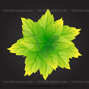 Leaves are green circle on black background - vector image