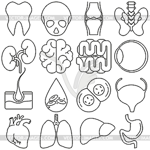 Icons of human organs in style of lines - vector clipart