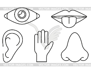 Sense organs in lines style - vector clipart