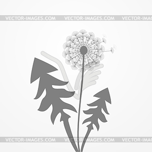 Taraxacum - vector clipart