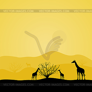 Giraffes in Africa - vector clip art