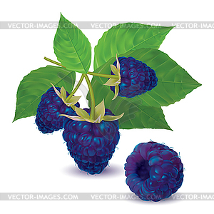 Ripe fresh blackberries on a branch - vector clipart / vector image