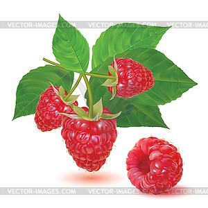 Red ripe fresh raspberries on a branch - vector clip art