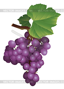 Picture of a bunch of grapes - stock vector clipart