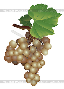 Picture of a bunch of grapes - vector image