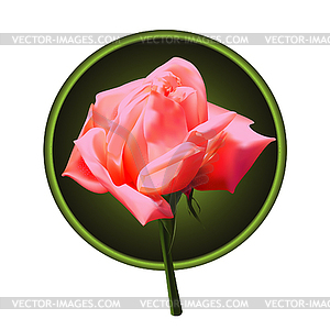 Picture of pink rose in a round frame - vector clip art