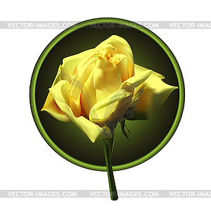 Picture of yellow rose in a round frame - vector clipart / vector image