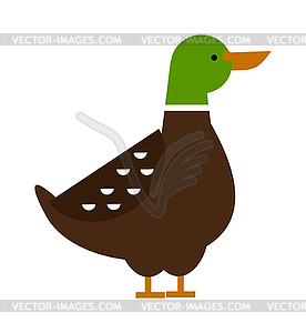 Cartoon duck farm animal character  - royalty-free vector image