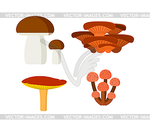 Mushrooms set different types - color vector clipart