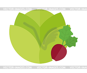 Green cabbage and red radish vegetable vegetarian - vector clipart