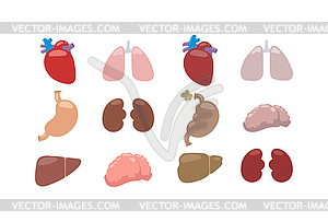 Internal organs  - vector clipart