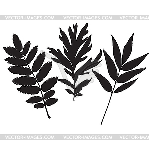 Silhouette autumn leaves - vector clipart