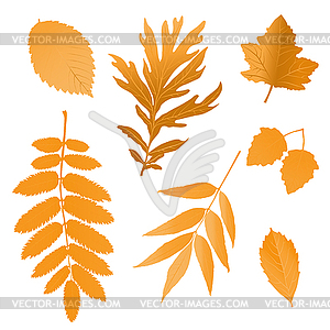 Set of autumn leaves - vector clipart / vector image