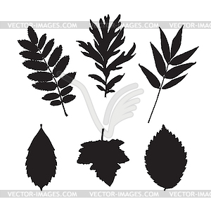 Silhouette autumn leaves - vector clipart