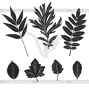 Silhouette leaves - vector image