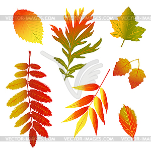 Набор осенних листьев - клипарт в формате EPS