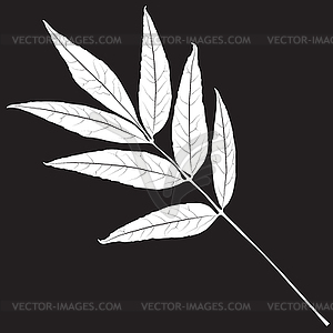 Силуэт листьев - изображение в векторе / векторный клипарт